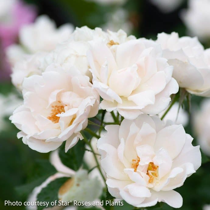 #3 Rosa Icecap/ White Shrub  Rose - No Warranty