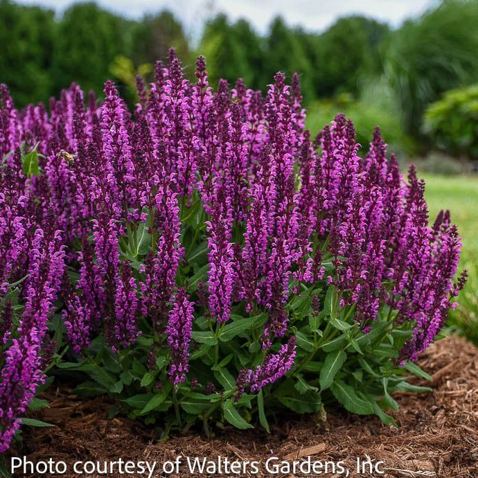 QP Salvia nem Bumbleberry/ Meadow Sage