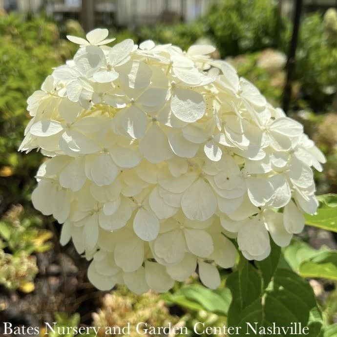 Topiary Patio Tree #7 Hydrangea pan Phantom/ Panicle White