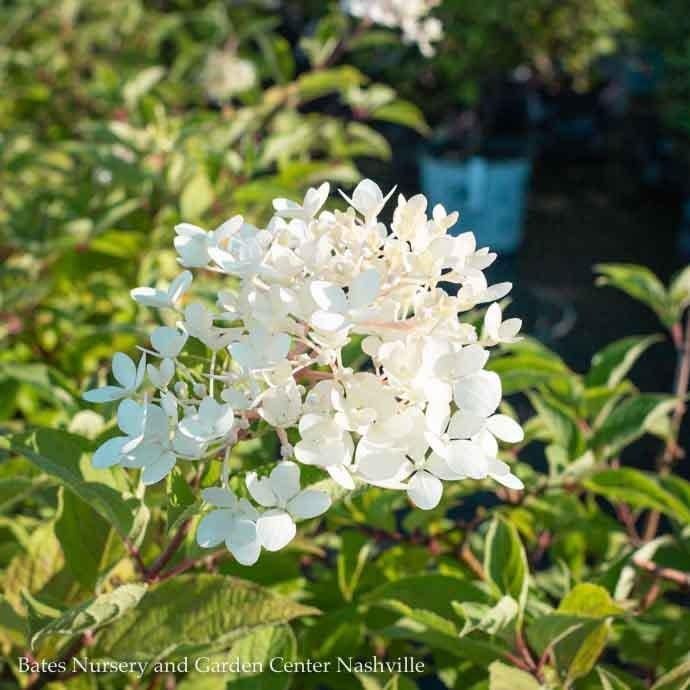 Topiary Patio Tree #7 Hydrangea pan Phantom/ Panicle White