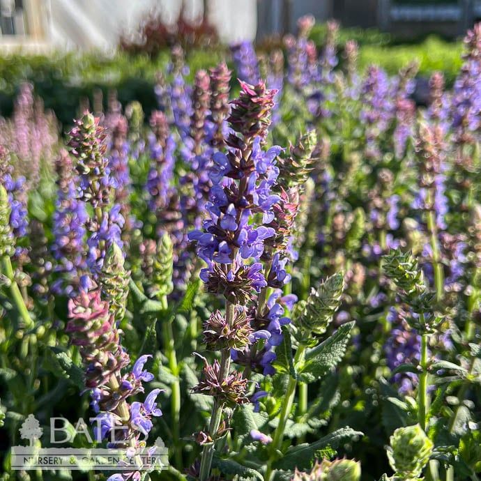 #1 Salvia nem Salute &#39;Ice Blue&#39;/Meadow Sage
