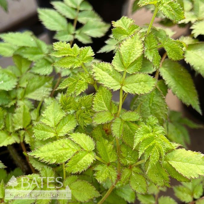 #1 Astilbe x arendsii Color Flash &#39;Lime&#39;/ Pink