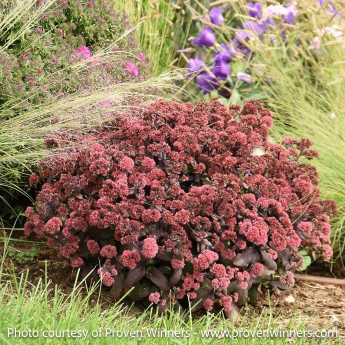 #1 Sedum x PW Rock &#39;n Grow &#39;Midnight Velvet&#39;/ Stonecrop