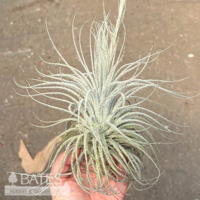 Tillandsia / Air Plant Tectorum 5-6&quot;