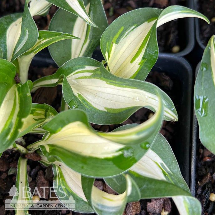 QP Hosta Hideout/ Miniature White, Green