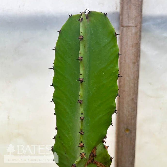 17p! Euphorbia Ingens 12&#39;+ / Cactus /Tropical