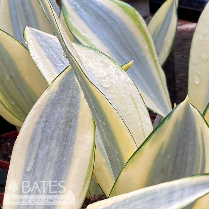 4p! Sansevieria Ghost /Snake Plant /Mother-in-Law Tongue /Tropical
