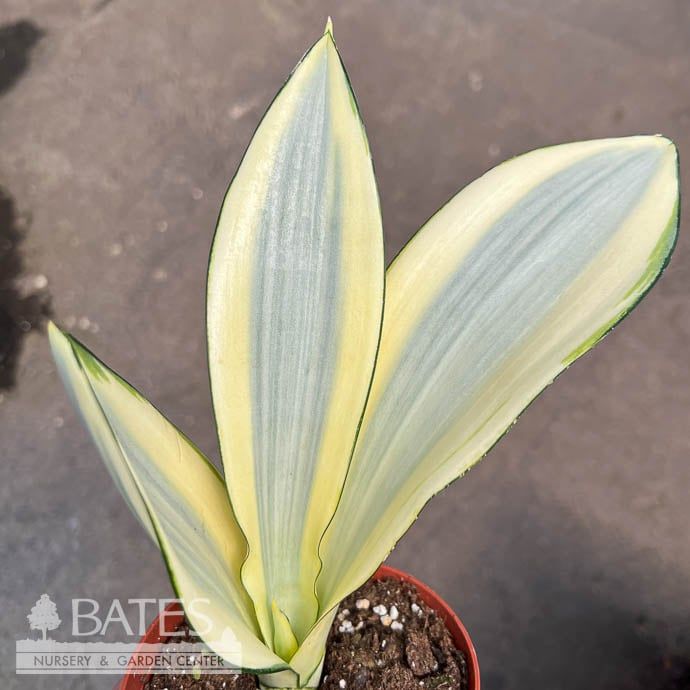 4p! Sansevieria Ghost /Snake Plant /Mother-in-Law Tongue /Tropical