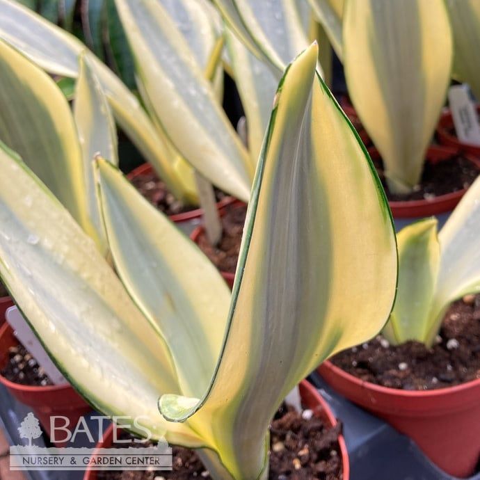 4p! Sansevieria Ghost /Snake Plant /Mother-in-Law Tongue /Tropical