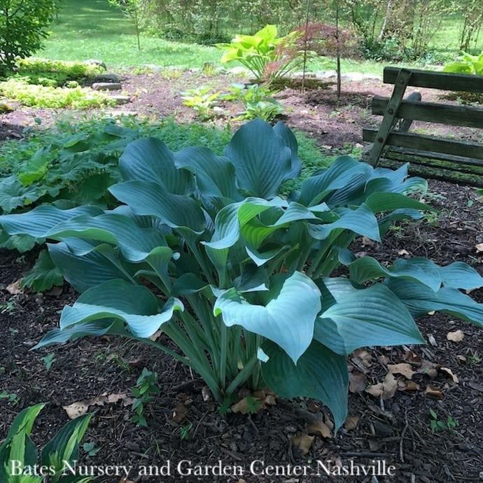 #1 Hosta Krossa Regal/ Frosty Blue