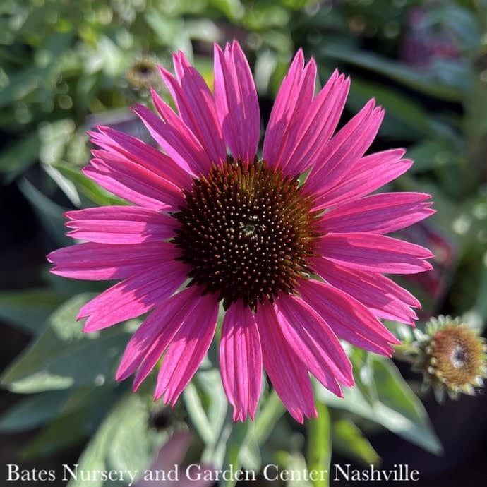#1 Echinacea x Dark Shadows &#39;Wicked&#39;/ Pink Coneflower