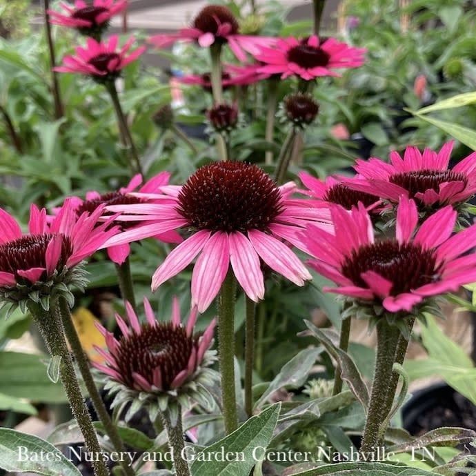 #1 Echinacea x Dark Shadows &#39;Wicked&#39;/ Pink Coneflower