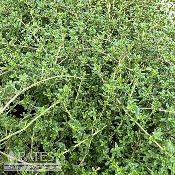 QP Thymus ser Magic Carpet/ Creeping Thyme