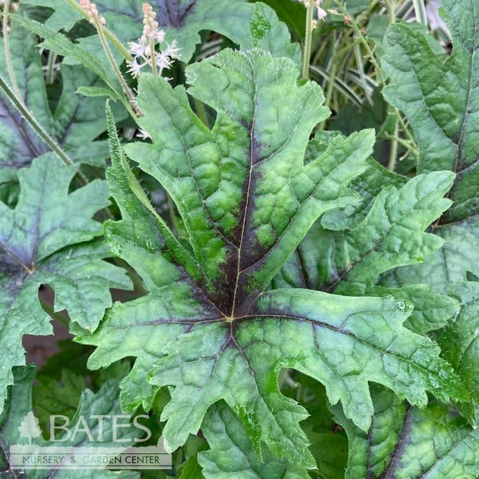 #1 Tiarella x PW Cutting Edge/ Foam Flower