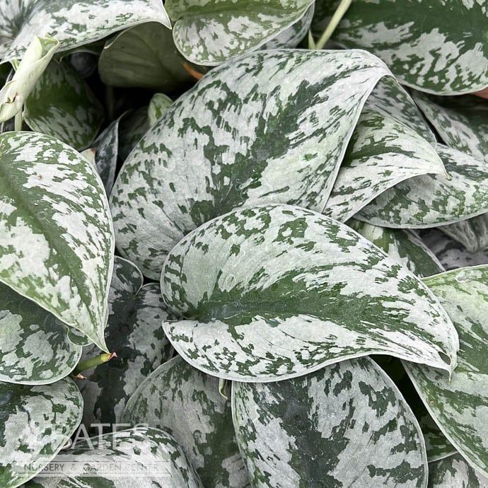 4p! Scindapsus pictus Exotica /Tropical