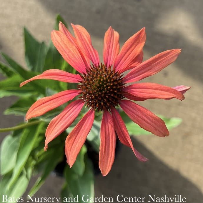 #1 Echinacea spp Tomato Soup/ Orange-red Coneflower Native (R)