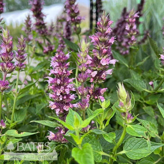 #1 Agastache x Beelicious Pink/ Compact