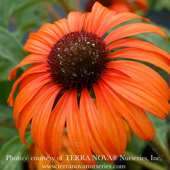 #1 Echinacea x Tangerine Dream/ Orange Coneflower