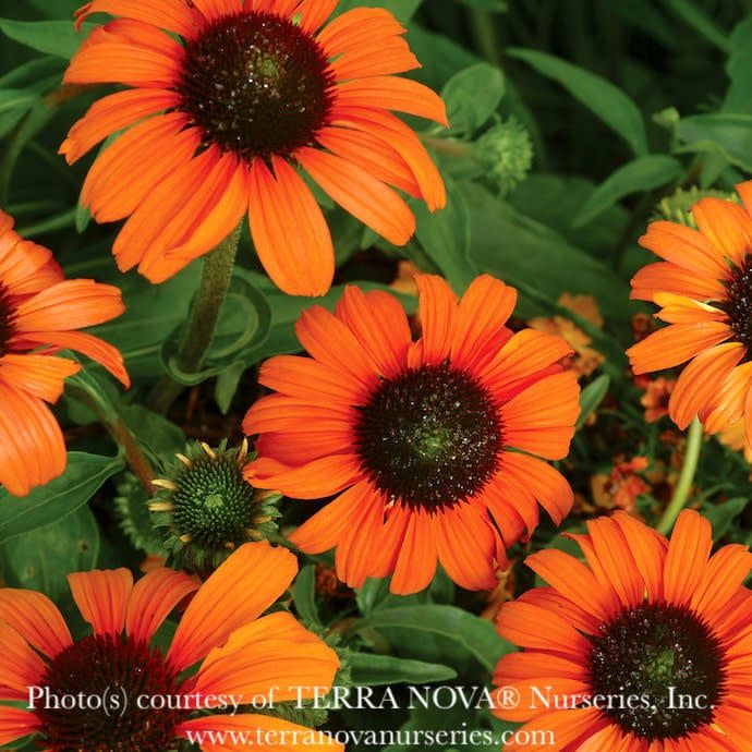 #1 Echinacea x Tangerine Dream/ Orange Coneflower