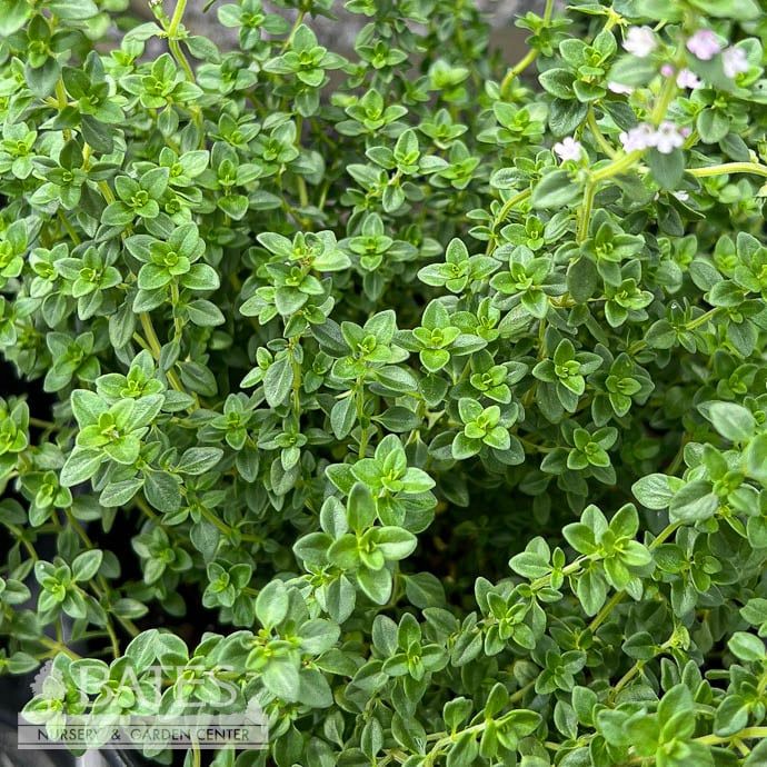 #1 Thymus citriodorus/ Lemon Thyme