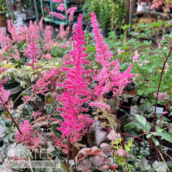 #1 Astilbe chin Mighty &#39;Chocolate Cherry&#39;/ Dark Foliage