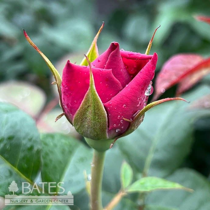 #2 Rosa Dee-Lish/ Pink Hybrid Tea Rose - No Warranty