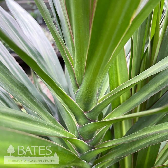 10p! Dracaena Tarzan Tree STD /Tropical