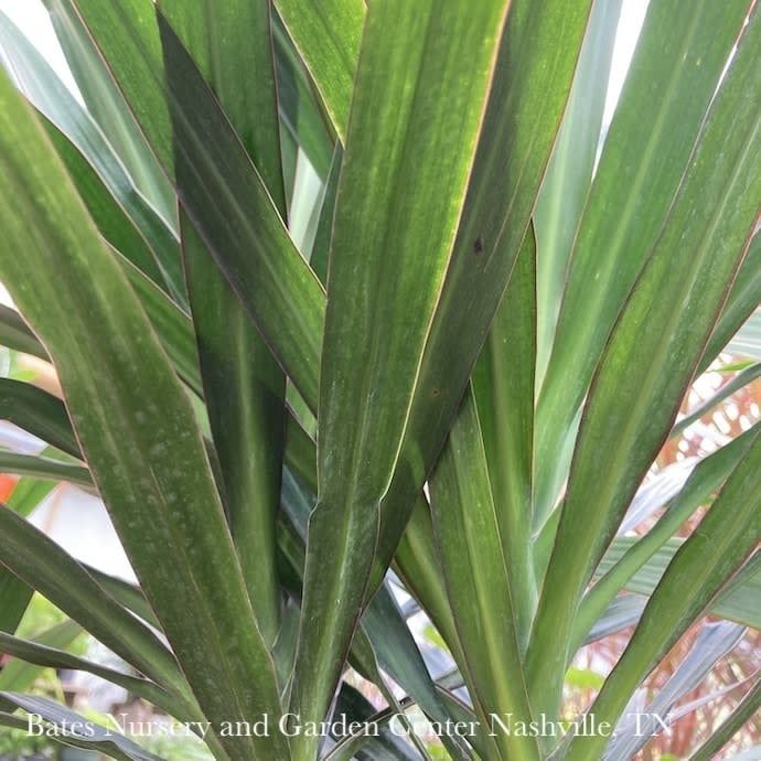 10p! Dracaena Tarzan Tree STD /Tropical