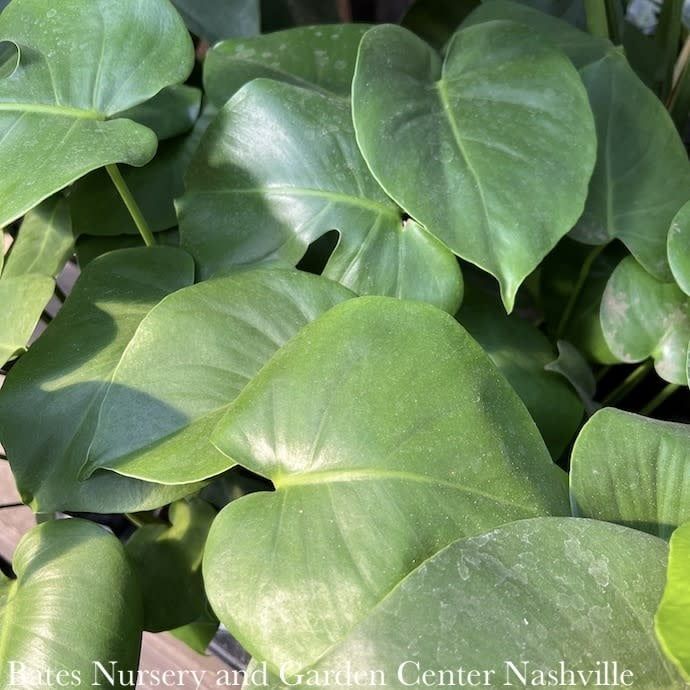 14p! Philodendron Split Leaf /Monstera deliciosa TRELLIS /Tropical