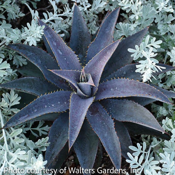 Tropical 8p Mangave Purple People Eater/Reddish-Purple Foliage