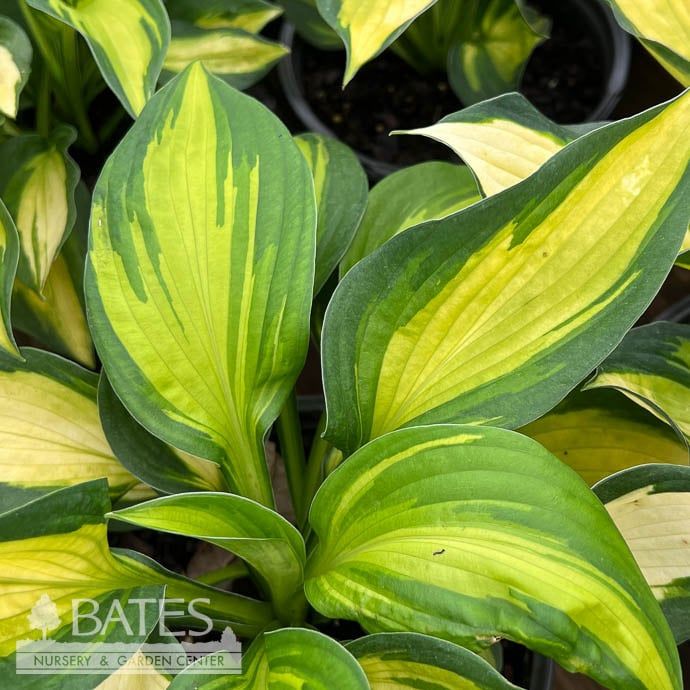 #1 Hosta Georgia Sweetheart/ Yellow, Blue