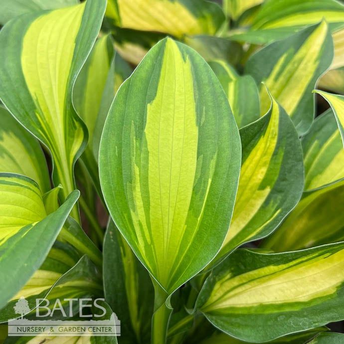 #1 Hosta Georgia Sweetheart/ Yellow, Blue