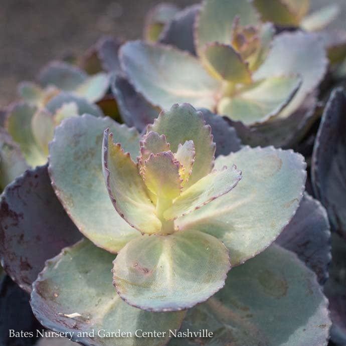 #1 Sedum x Sunsparkler &#39;Blue Pearl&#39;/ Stonecrop