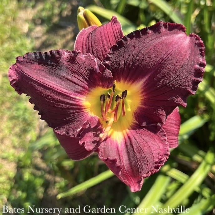 #1 Hemerocallis PW Rainbow Rhythm &#39;Nosferatu&#39;/ Deep Purple Daylily