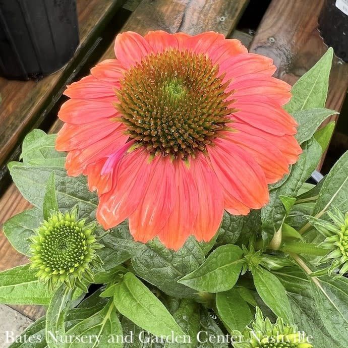 #1 Echinacea x Sombrero Poco &#39;Hot Coral&#39;/ Coneflower