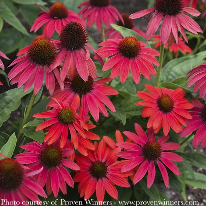 #1 Echinacea x PW Summersong 'Firefinch' (Lakota Fire)/ Red Coneflower