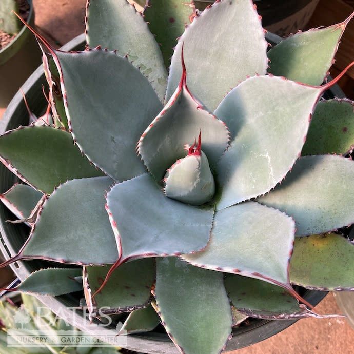 #3 Agave parryi var. truncata/ Hardy Artichoke