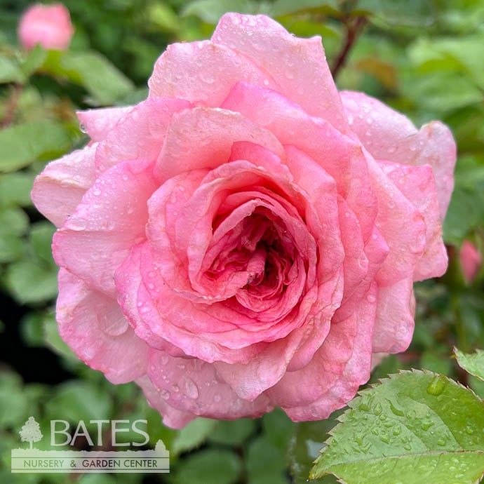 #3 Rosa Sunbelt &#39;Savannah&#39;/ Pink Hybrid Tea Rose - No Warranty
