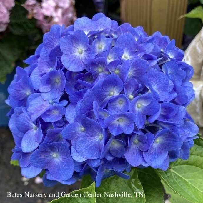 #3 Hydrangea mac Let&#39;s Dance &#39;Blue Jangles&#39;/ Bigleaf/ Mophead Rebloom Blue to Pink