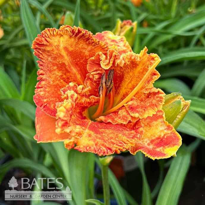 #1 Hemerocallis Sunset Skye/ Orange Daylily