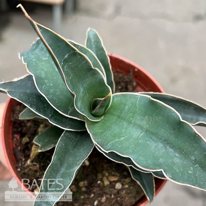 4p! Sansevieria Robusta Blue /Snake Plant /Mother-in-Law Tongue /Tropical