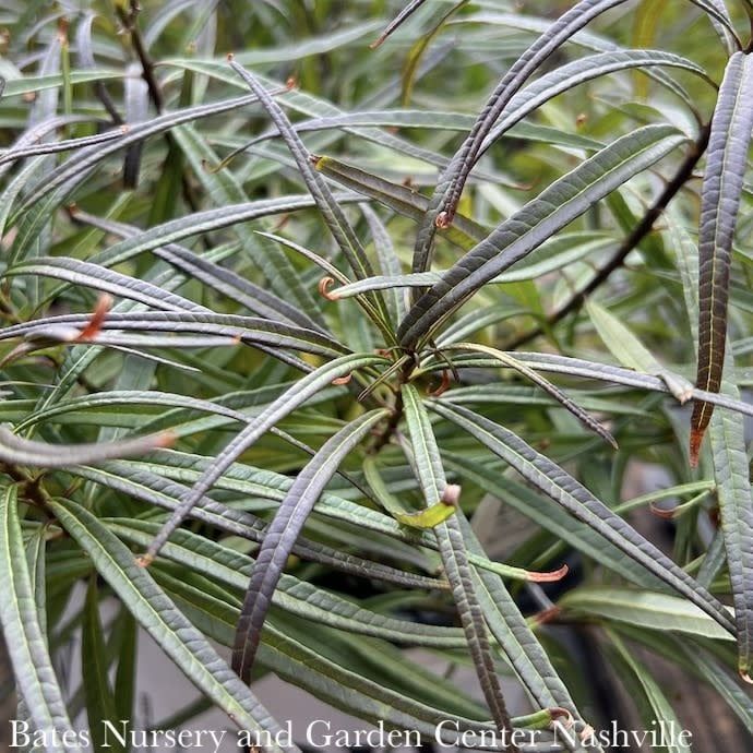 #1 Amsonia hub String Theory/ Bluestar Native (R)