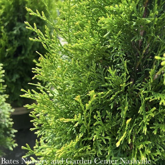 Topiary 3 Ball Poodle #10 Thuja occ Smaragd/ Emerald Green Arborvitae