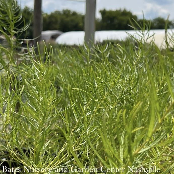 #1 Amsonia hub String Theory/ Bluestar Native (R)