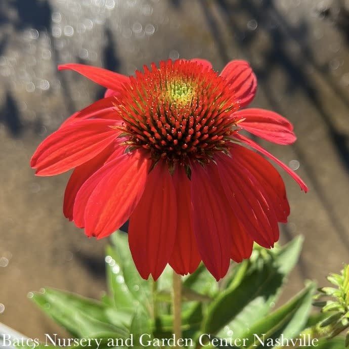 #1 Echinacea x PW Sombrero &#39;Tres Amigos&#39;/ Compact Pink to Red Coneflower