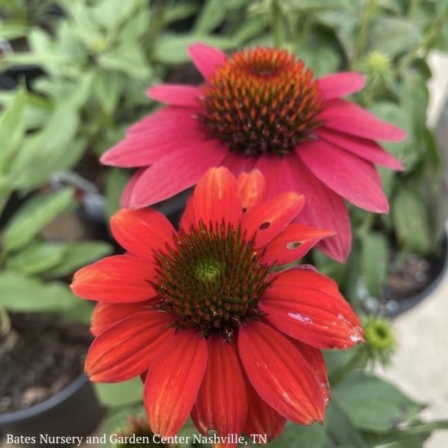 #1 Echinacea x PW Sombrero &#39;Tres Amigos&#39;/ Compact Pink to Red Coneflower