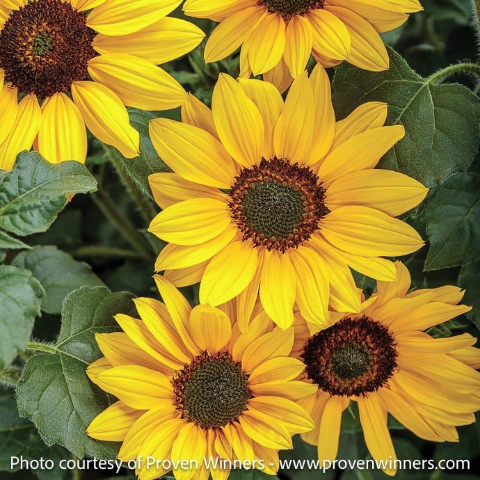 Tropical 8p Helianthus x PW Suncredible &#39;Yellow&#39;/ Sunflower - No Warranty
