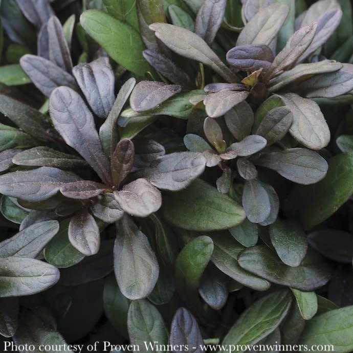 QP Ajuga reptans Chocolate Chip/ Bugleweed