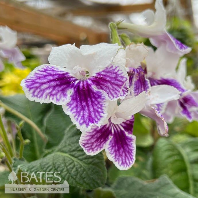 4p! Streptocarpus /Flowering Cape Primrose  /Tropical
