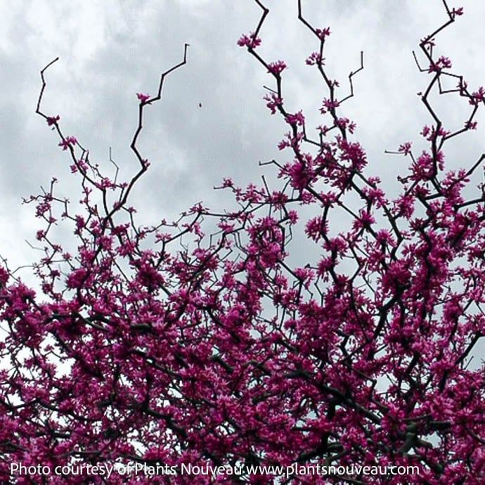 #5 Cercis can Zig Zag/ Eastern Redbud Native (TN)